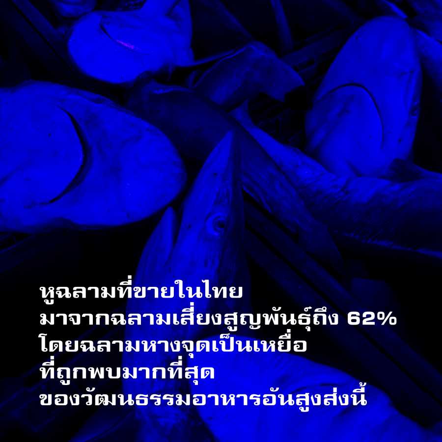 หูฉลาม อาหารเกียรติยศอันผิดเพี้ยน ที่แลกมาด้วยระบบนิเวศทางทะเล 2 huchalarm02