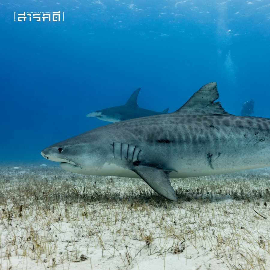 หูฉลาม อาหารเกียรติยศอันผิดเพี้ยน ที่แลกมาด้วยระบบนิเวศทางทะเล 3 huchalarm03