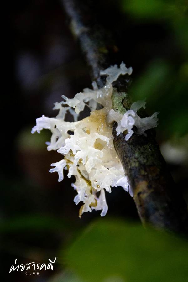 ชวนชมผลงานภาพถ่ายธรรมชาติที่ได้รับรางวัลจากกิจกรรม “Exploring in แก่งกระจาน (ว่านเด้อแลนด์)” 23 jane15 08