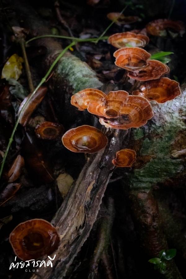 ชวนชมผลงานภาพถ่ายธรรมชาติที่ได้รับรางวัลจากกิจกรรม “Exploring in แก่งกระจาน (ว่านเด้อแลนด์)” 24 jane15 09