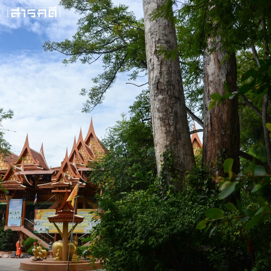 นกแก้วโม่ง ต้นยางนา เคียงคู่วัดมะเดื่อ นนทบุรี