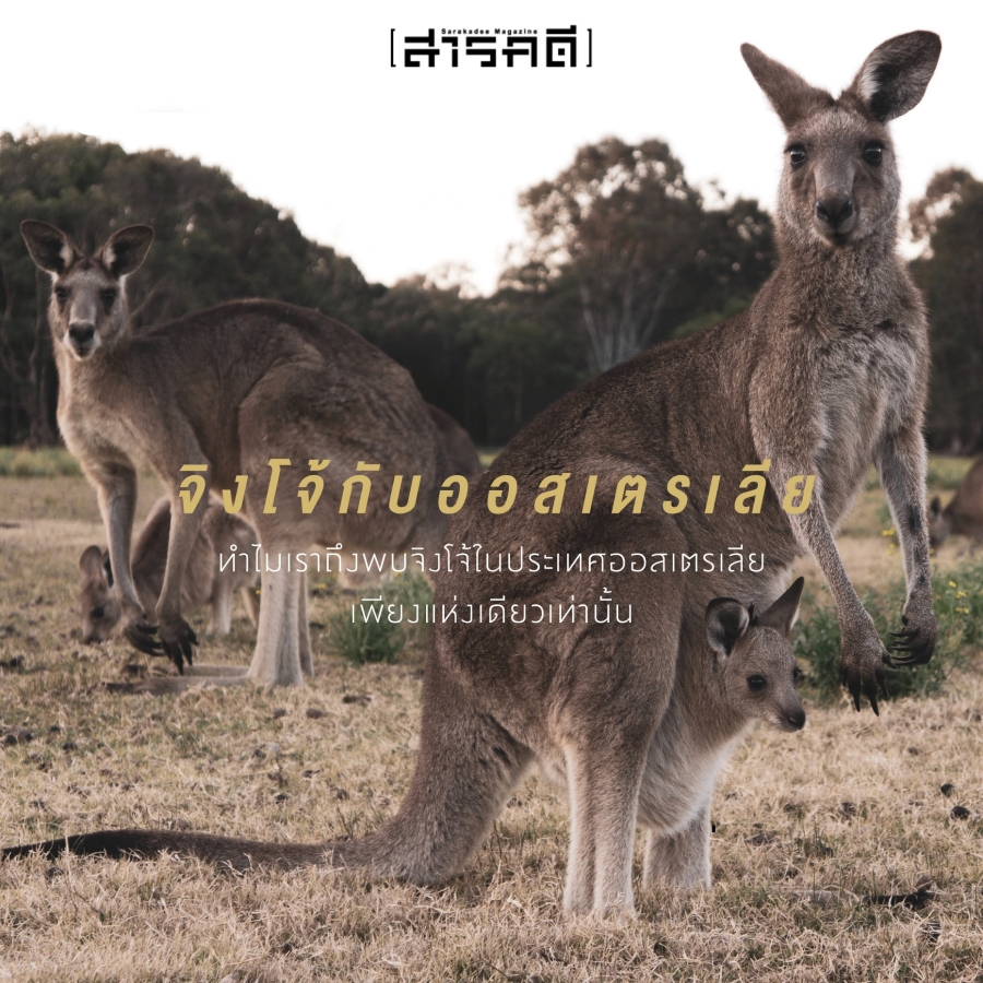 จิงโจ้กับออสเตรเลีย 1 marsupials จิงโจ้กับออสเตรเลีย
