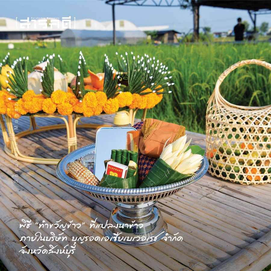ทำขวัญข้าว เรื่องราวบนผืนนาสิงห์บุรี 2 kksinghburi12