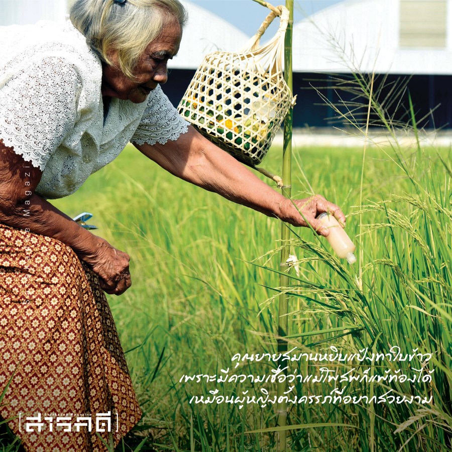 ทำขวัญข้าว เรื่องราวบนผืนนาสิงห์บุรี 7 kksinghburi17