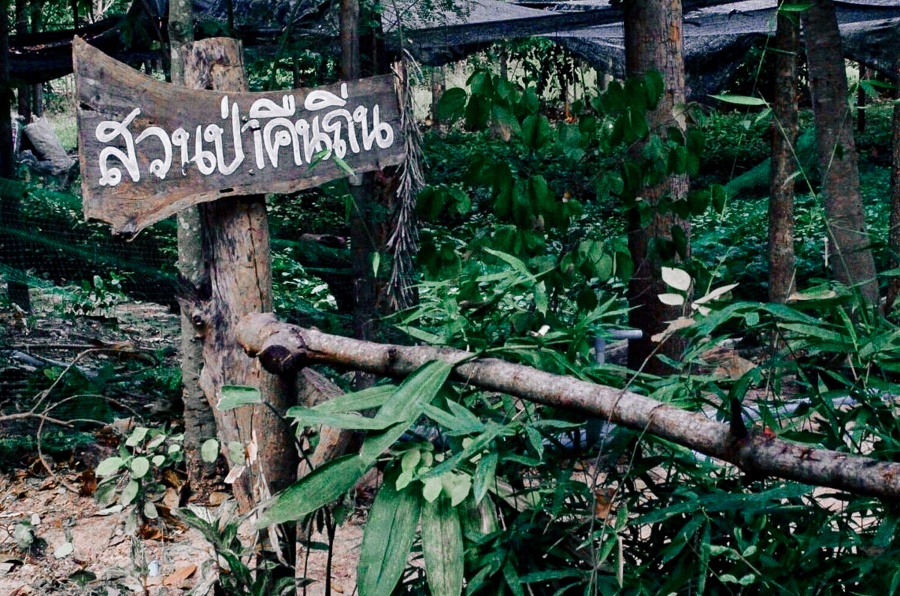 คำนึง เจริญศิริ คน “บ้า” ปลูกต้นไม้ คำนึง เจริญศิริ คน “บ้า” ปลูกต้นไม้