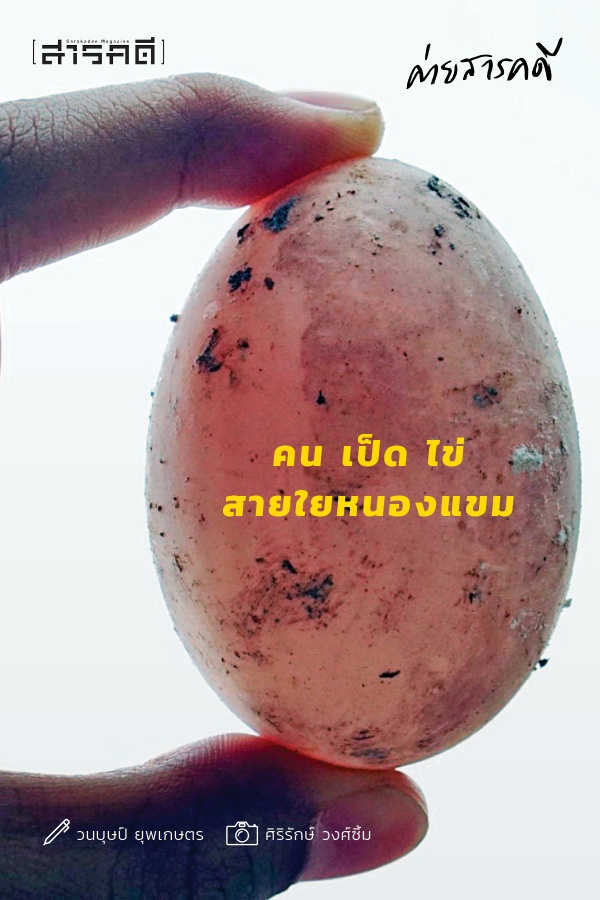 คน เป็ด ไข่ สายใยหนองแขม คน เป็ด ไข่ สายใยหนองแขม