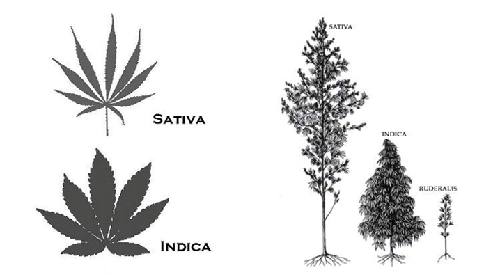 แยกกัญชง sativa จากกัญชา ก่อนกลับไปเป็นยาเสพติด