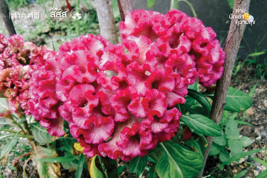 ความสุข “หลากหลายสี” 6 laksee07