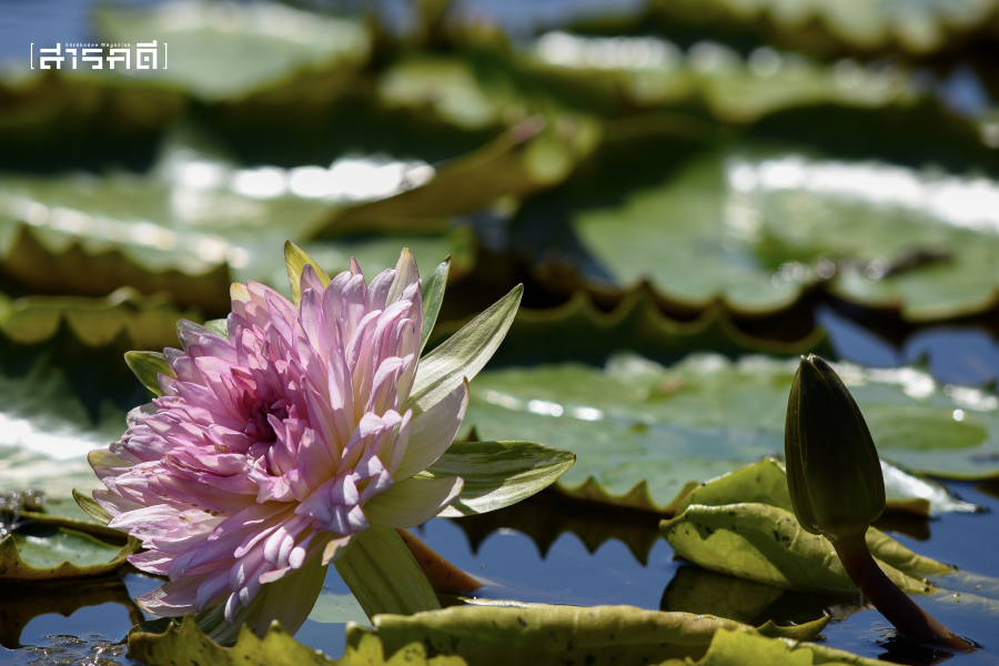 lotusmusuem9614