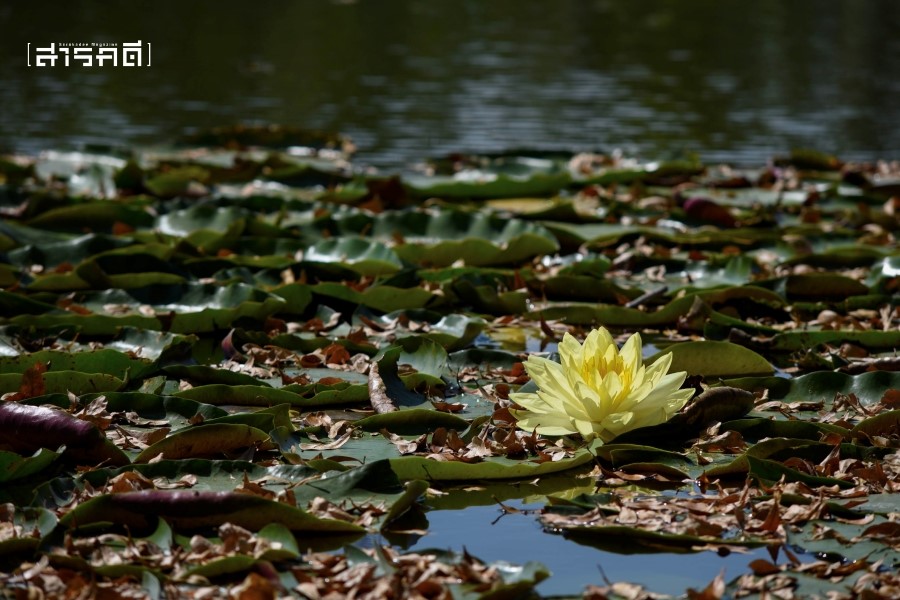 lotusmusuem9746