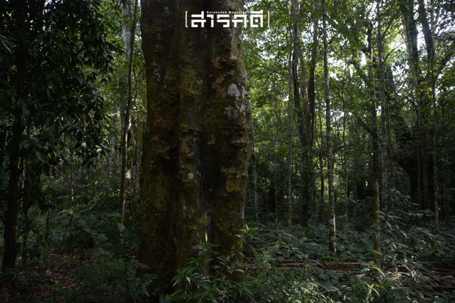 ลมหายใจใต้เขื่อนคลองมะเดื่อ กลุ่มป่าดงพญาเย็น-เขาใหญ่ 1 ลมหายใจใต้เขื่อนคลองมะเดื่อ กลุ่มป่าดงพญาเย็น-เขาใหญ่