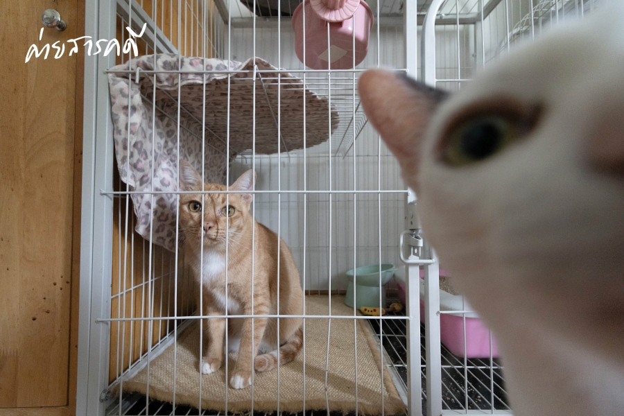 ให้ฉันเป็นแมว (จร) ตัวโปรดของเธอ คาเฟ่แมวจร “Catster by Kingdom of Tigers” 1 Catster by Kingdom of Tigers