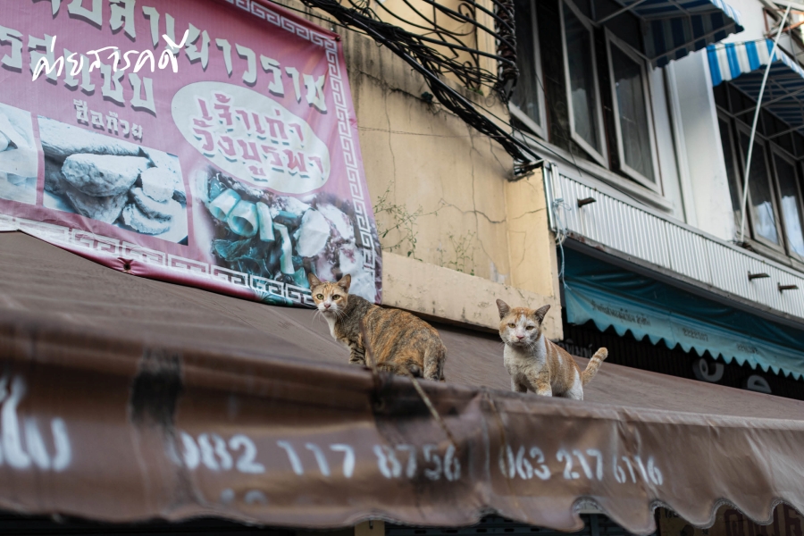 ให้ฉันเป็นแมว (จร) ตัวโปรดของเธอ คาเฟ่แมวจร “Catster by Kingdom of Tigers” 2 maewjorn02
