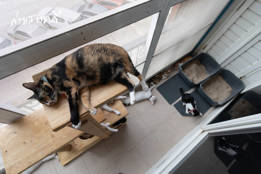 ให้ฉันเป็นแมว (จร) ตัวโปรดของเธอ คาเฟ่แมวจร “Catster by Kingdom of Tigers” 4 maewjorn04