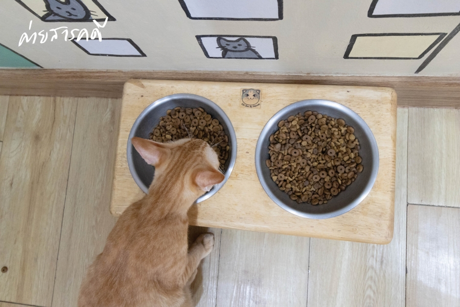ให้ฉันเป็นแมว (จร) ตัวโปรดของเธอ คาเฟ่แมวจร “Catster by Kingdom of Tigers” 6 maewjorn06