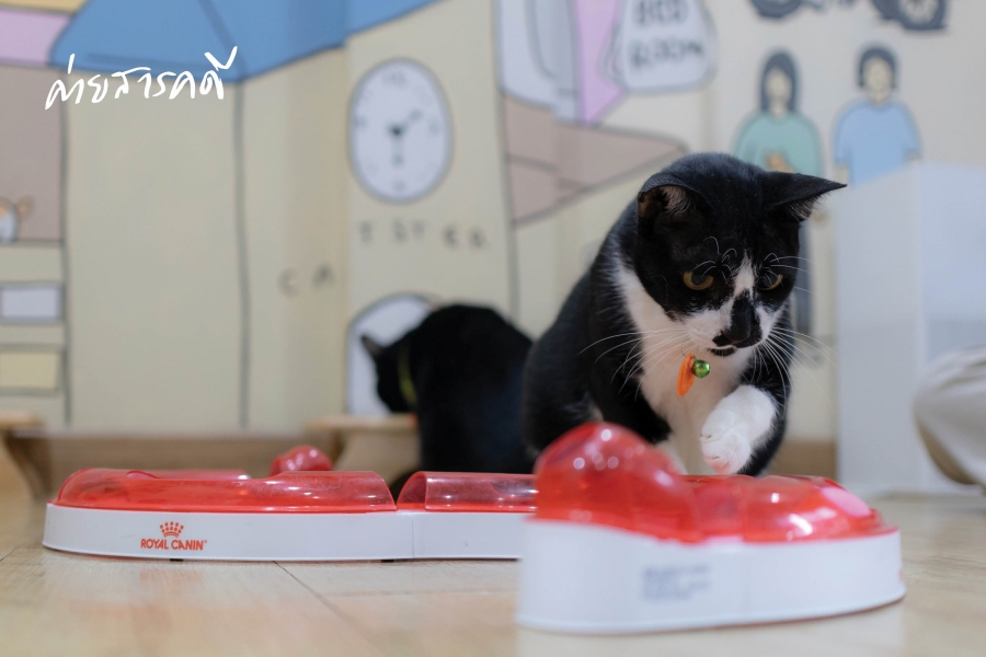 ให้ฉันเป็นแมว (จร) ตัวโปรดของเธอ คาเฟ่แมวจร “Catster by Kingdom of Tigers” 8 maewjorn08