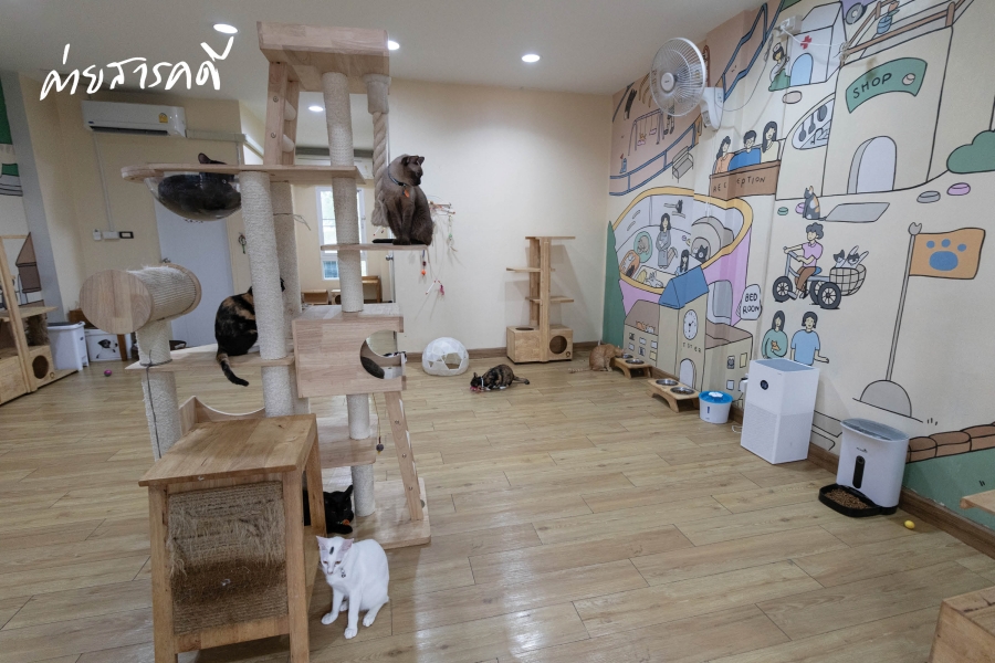 ให้ฉันเป็นแมว (จร) ตัวโปรดของเธอ คาเฟ่แมวจร “Catster by Kingdom of Tigers” 10 maewjorn10