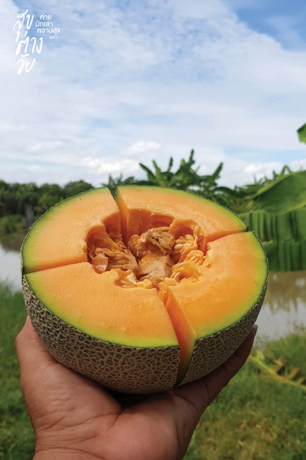 เกษตรสร้างสรรค์ ... เมลอนสร้างสุข 9 melon09