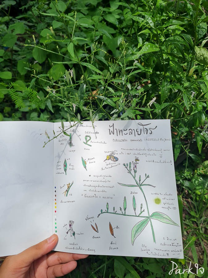 5 บทเรียนสำคัญที่บันทึกธรรมชาติพาเราไปเจอ 3 naturelesson02