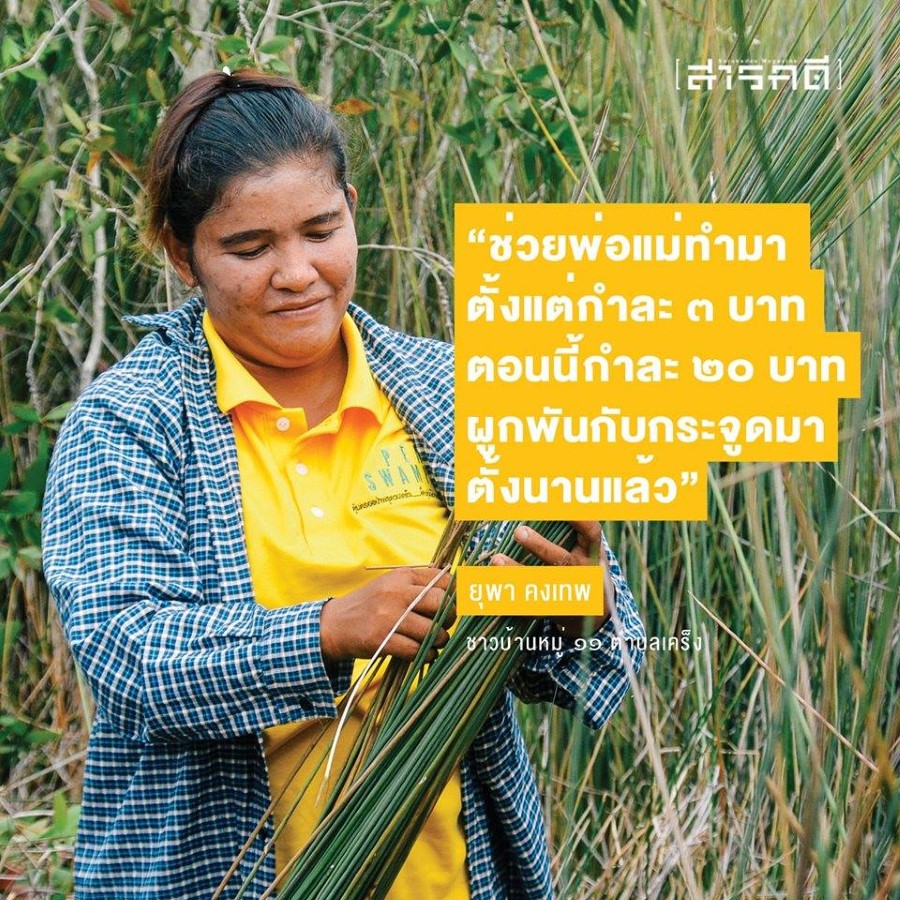 เรื่องเล่าจากป่าพรุควนเคร็ง ป่าพรุ กระจูด คนเคร็ง และไฟป่า 5 papru05