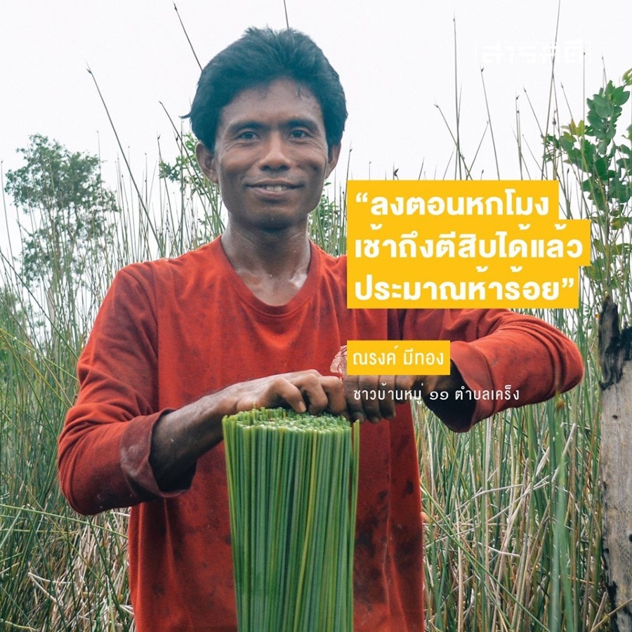 เรื่องเล่าจากป่าพรุควนเคร็ง ป่าพรุ กระจูด คนเคร็ง และไฟป่า 6 papru06