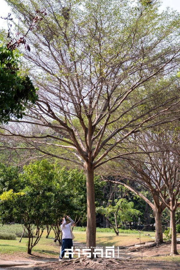 parknaisuan25