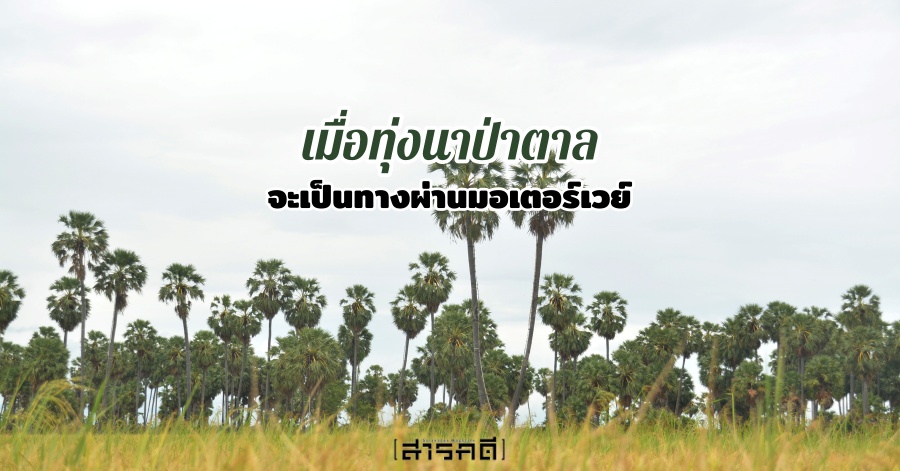 เมื่อทุ่งนาป่าตาลจะเป็นทางผ่านมอเตอร์เวย์ 1 patan00
