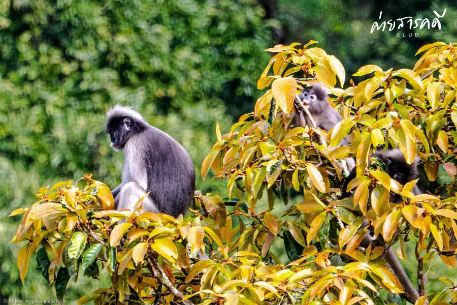 ชวนชมผลงานภาพถ่ายธรรมชาติที่ได้รับรางวัลจากกิจกรรม “Exploring in แก่งกระจาน (ว่านเด้อแลนด์)” 2 pitiwat14