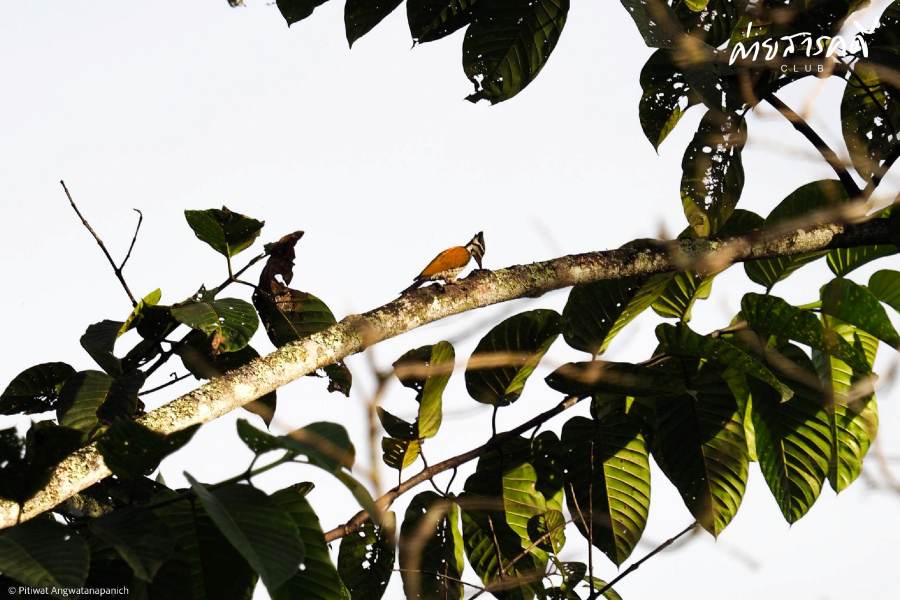ชวนชมผลงานภาพถ่ายธรรมชาติที่ได้รับรางวัลจากกิจกรรม “Exploring in แก่งกระจาน (ว่านเด้อแลนด์)” 4 pitiwat16