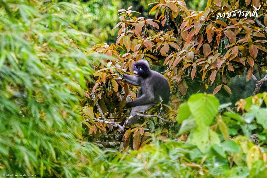 ชวนชมผลงานภาพถ่ายธรรมชาติที่ได้รับรางวัลจากกิจกรรม “Exploring in แก่งกระจาน (ว่านเด้อแลนด์)” 9 pitiwat21