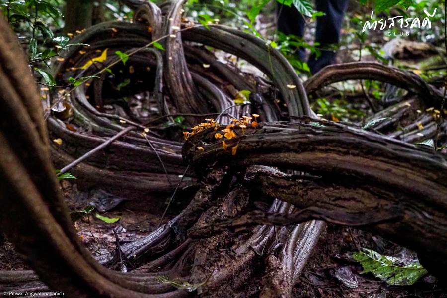 ชวนชมผลงานภาพถ่ายธรรมชาติที่ได้รับรางวัลจากกิจกรรม “Exploring in แก่งกระจาน (ว่านเด้อแลนด์)” 11 pitiwat23