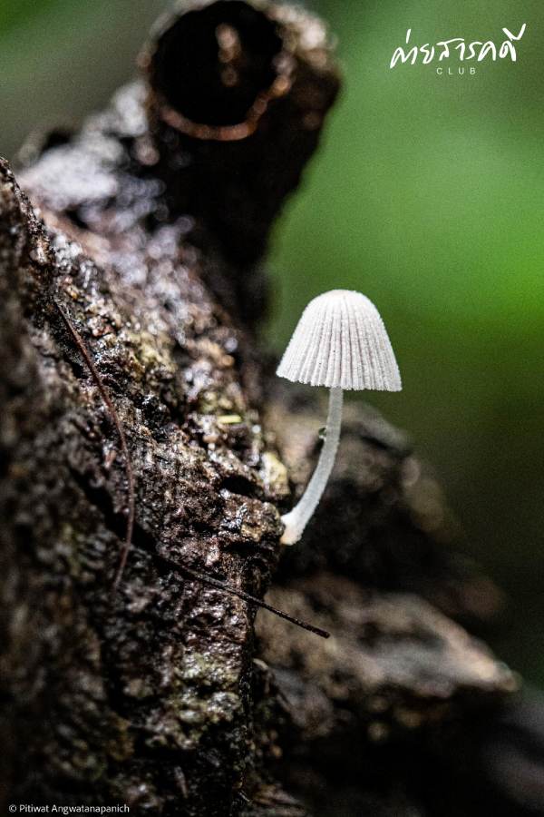 ชวนชมผลงานภาพถ่ายธรรมชาติที่ได้รับรางวัลจากกิจกรรม “Exploring in แก่งกระจาน (ว่านเด้อแลนด์)” 16 pitiwat28
