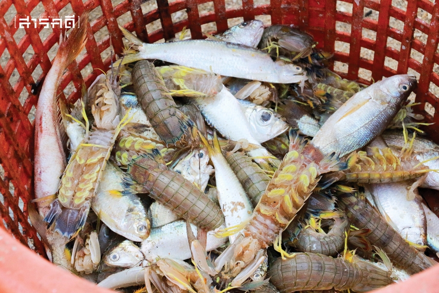ปูลาโต๊ะบีซู ชุมชนสู้ชีวิตกลางแม่น้ำตากใบ 17 pulatobisu17