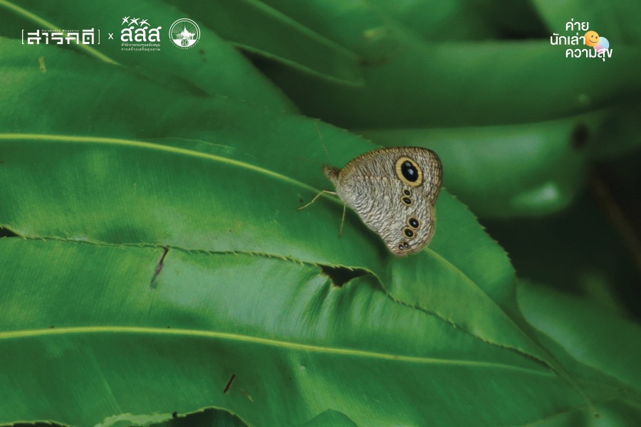 เมื่อเม็ดฝนเต้นระบำ ทำให้รู้ว่าฉันกลัวฝนตอนโต เมื่อเม็ดฝนเต้นระบำ ทำให้รู้ว่าฉันกลัวฝนตอนโต