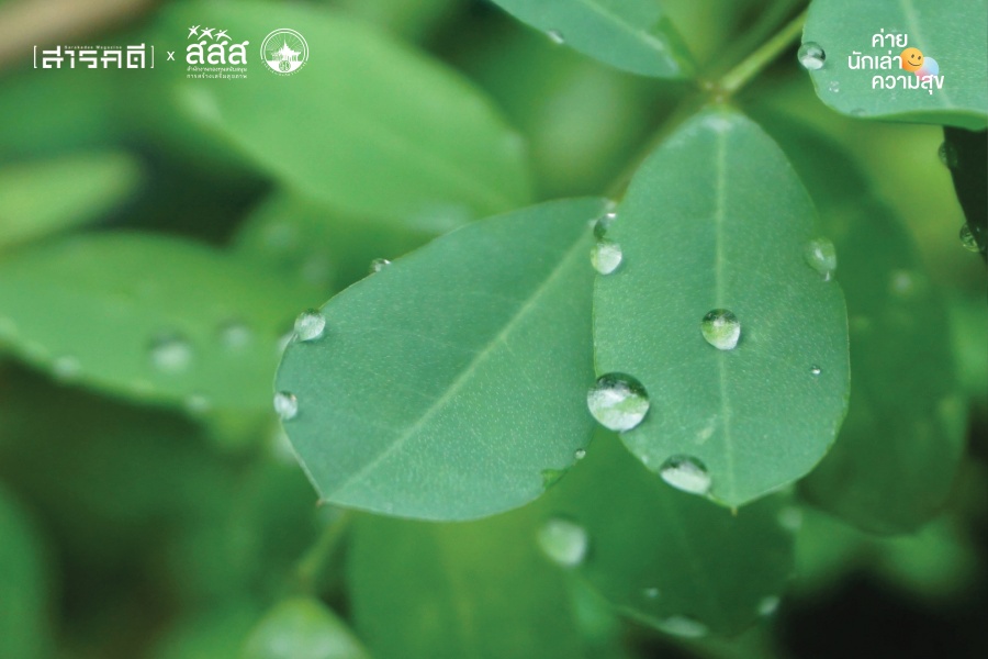 เมื่อเม็ดฝนเต้นระบำ ทำให้รู้ว่าฉันกลัวฝนตอนโต 4 raining05