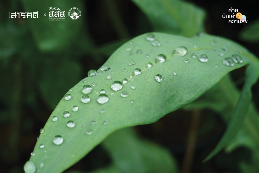 เมื่อเม็ดฝนเต้นระบำ ทำให้รู้ว่าฉันกลัวฝนตอนโต 5 raining06