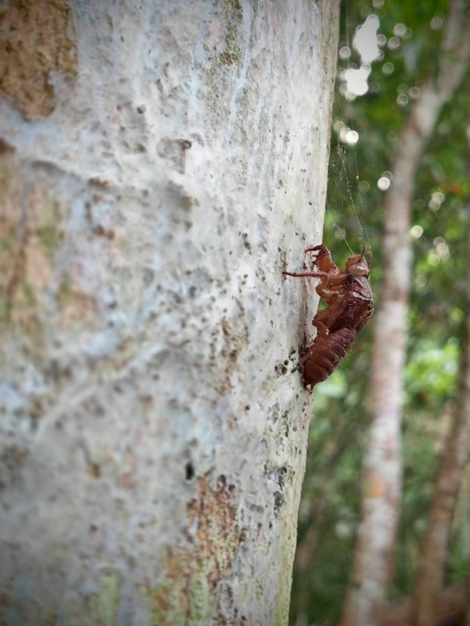 อาบ(วัด)ป่า — ไทรโยคบทเรียนที่ไม่อาจหาในห้องเรียน 17 saiyok17