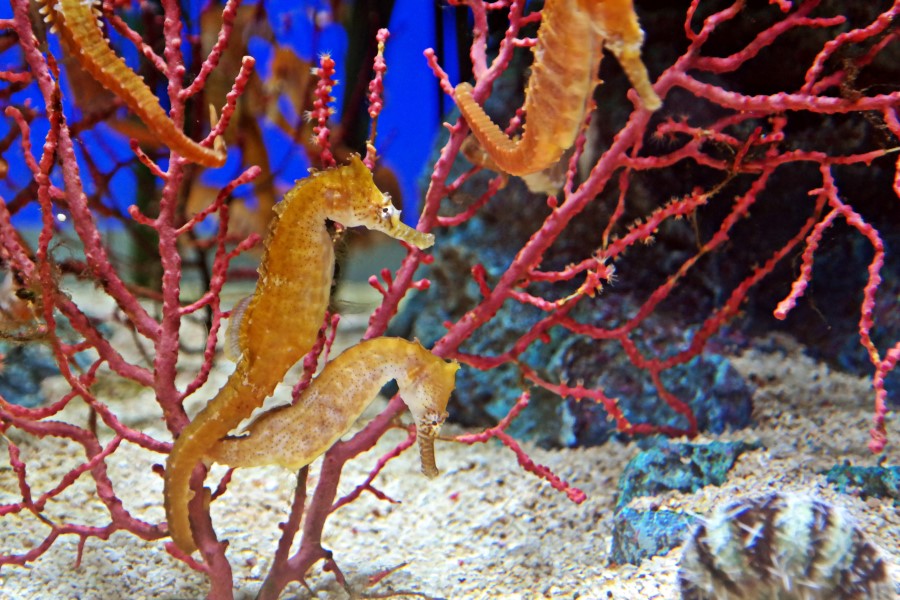 ม้าน้ำเป็นปลาหรือไม่ ? 1 seahorse02