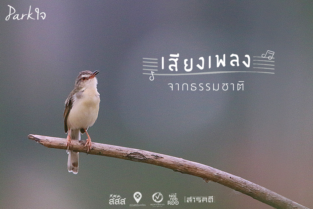 เสียงเพลงจากธรรมชาติ 1 เสียงเพลงจากธรรมชาติ