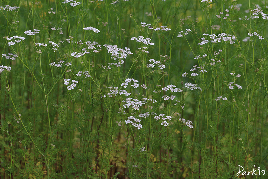 songnature07