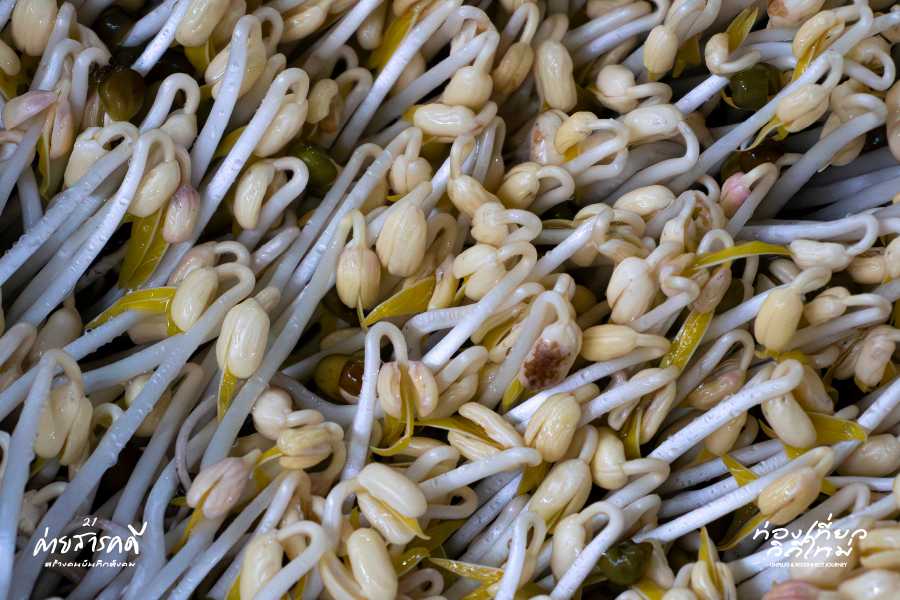 ถั่วงอกโพธาราม งอกงามจากเถ้าและภูมิปัญญา 6 sprout07