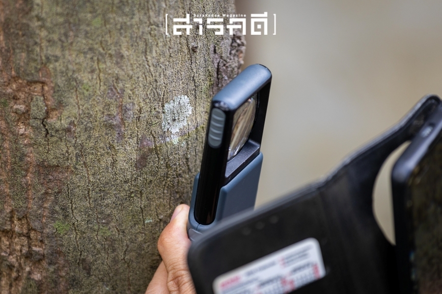 กระรอกน้อยเชื่อมสัมพันธ์ในสวน - 17 พฤศจิกายน 2567 8 squirrel09