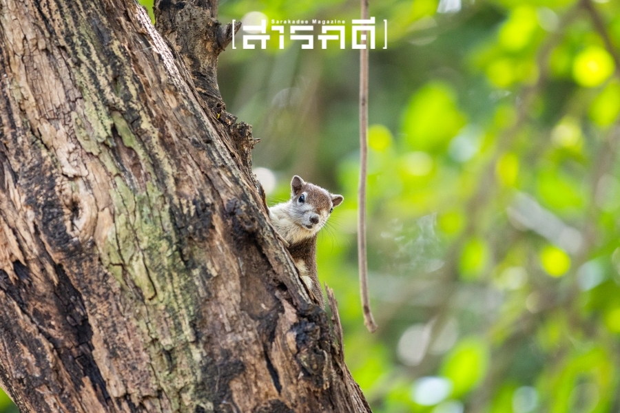 กระรอกน้อยเชื่อมสัมพันธ์ในสวน - 17 พฤศจิกายน 2567 13 squirrel14