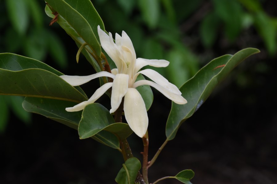 ไฟไหม้ป่าพรุซับจำปา สู่วิกฤตจำปีสิรินธร พันธุ์ไม้ถิ่นเดียวของไทย
