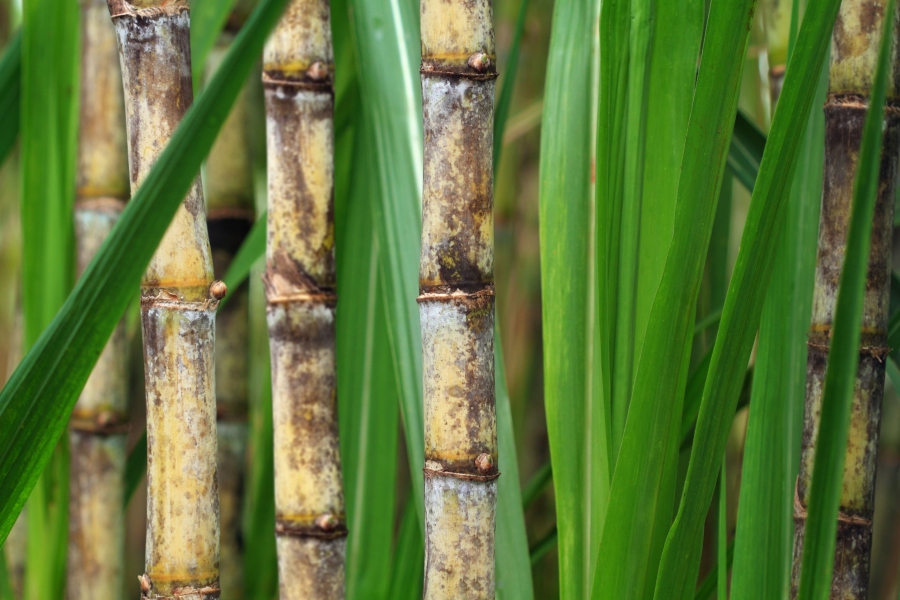 sugarcane03