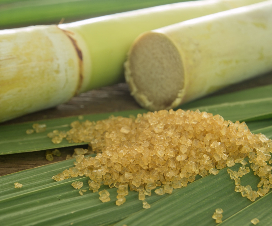 sugarcane04