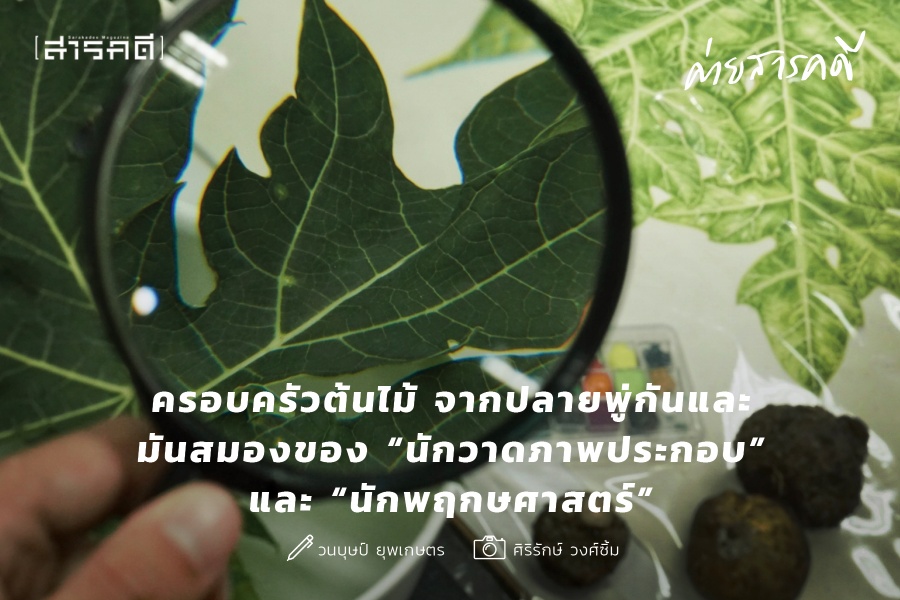 ครอบครัวต้นไม้ จากปลายพู่กันและมันสมองของ “นักวาดภาพประกอบ” และ “นักพฤกษศาสตร์” 1 treefamily01