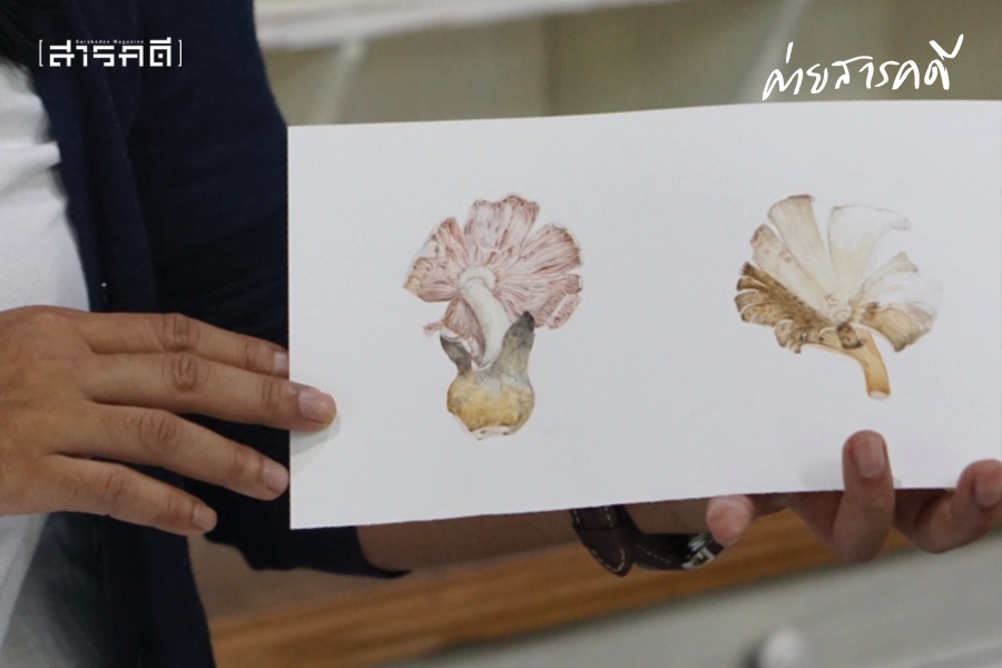ครอบครัวต้นไม้ จากปลายพู่กันและมันสมองของ “นักวาดภาพประกอบ” และ “นักพฤกษศาสตร์” 8 treefamily08