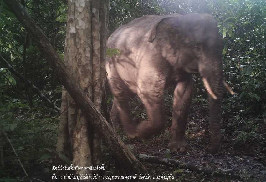 ความเปราะบางของเขื่อนวังโตนด 4 wangtanod04