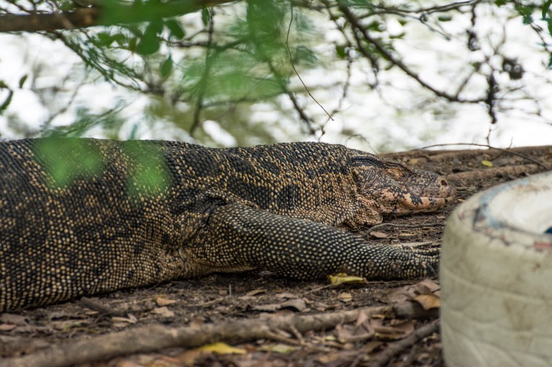 watermonitor3